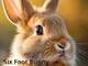 Six Foot Bunny