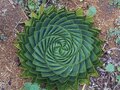 A Velha das Ervas (The Old Herb Woman)
